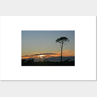 Tree Silhouette, Canford Heath, June 2020 Posters and Art